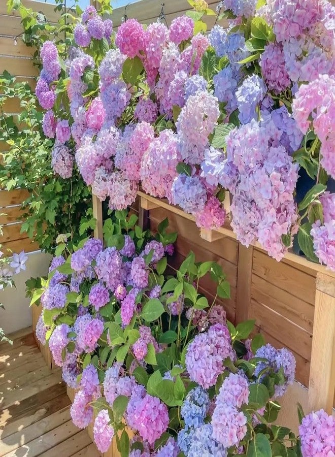 ZEshops 35pcs Blue Pink Purple Hydrangea Seeds - Stunning Perennial Flowers for Colorful Garden Blooms - Hardy Plant Seeds for Gardening Enthusiasts - Easy-to-Grow Variety for Landscape Beautification - Image 5